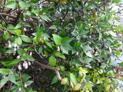 myrtle