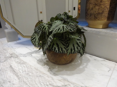 begonia