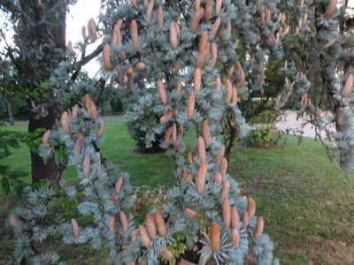 cedar