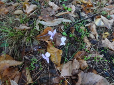 violets