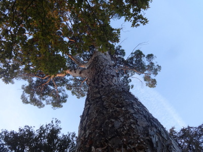 pine