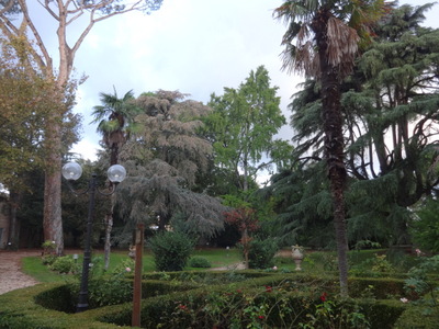 trees
