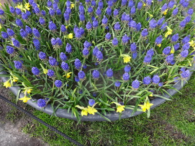 grape hyacinths
