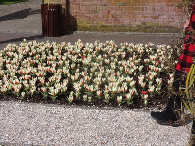 tulips