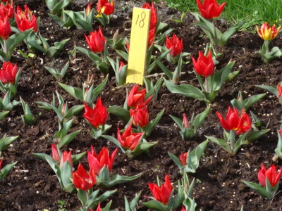 tulips