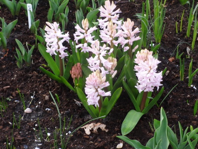 hyacinths