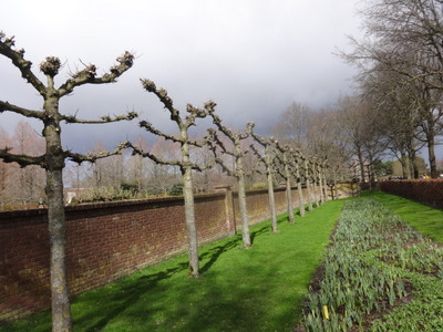 pleached