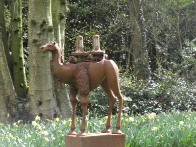camel