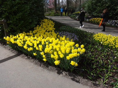 daffodills