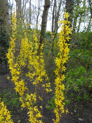forsythia