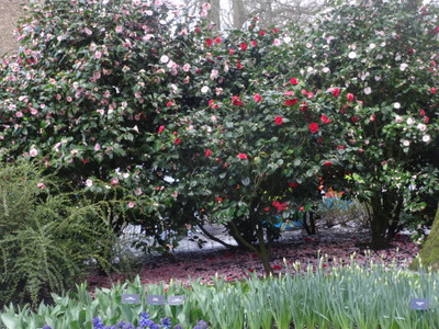 camelias