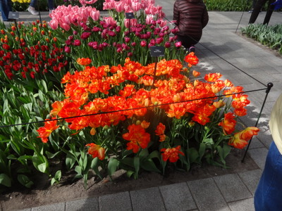 tulips