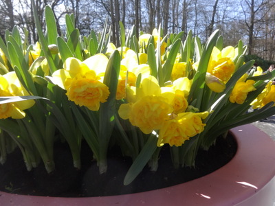 daffs