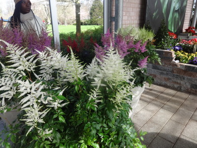 astilbe