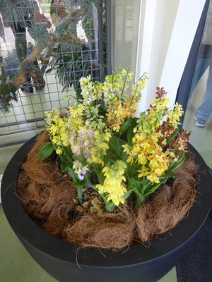 orchids