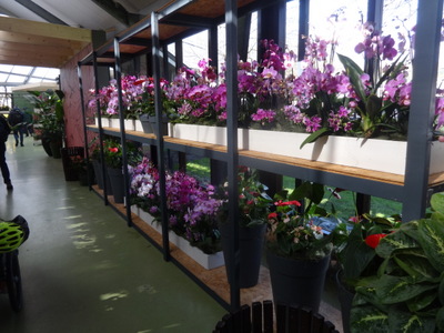 orchids