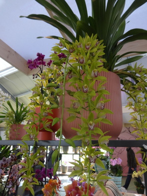 orchids