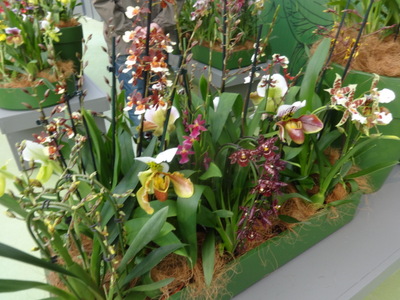 orchids