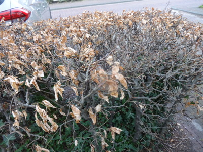 hedge