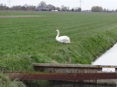swan