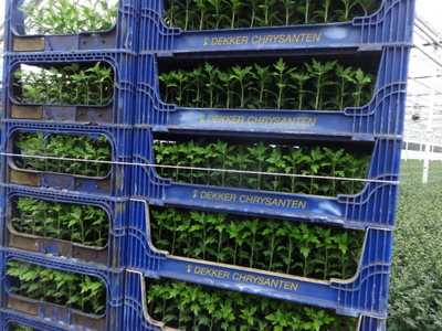 cuttings