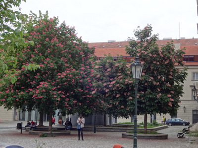 horsechestnuts