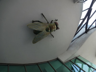 fly