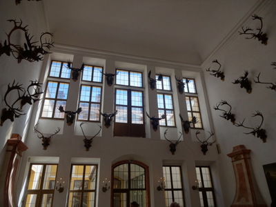 antlers