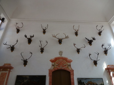 antlers