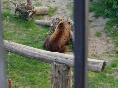 bears