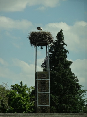 stork