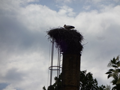 stork