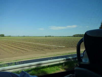 asparagus
