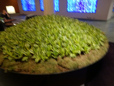 planter