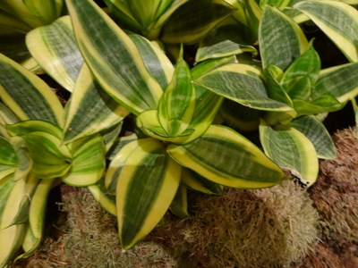 plants