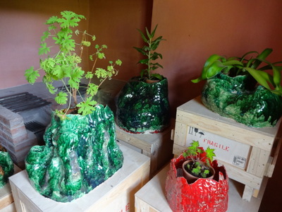 plants