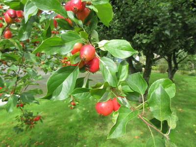 crabapples