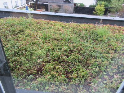 green roof