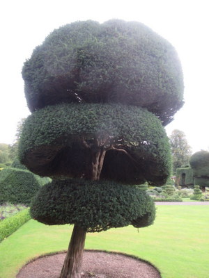 topiary