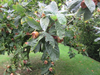 medlars