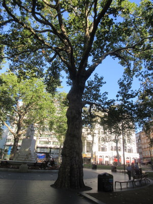 tree