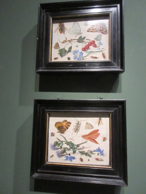 insects