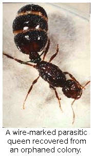 A wire-marked parasitic queen 