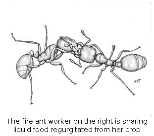 The fire ant worker on the right is sharing liquid food regurgitated from her crop