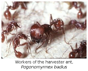 Workers of the harvester ant, Pogonomyrmex badius