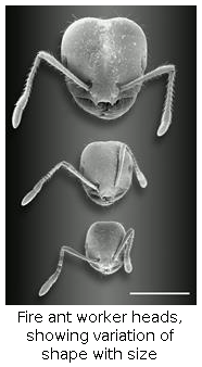 Fire ant worker heads, showing variation of shape with size