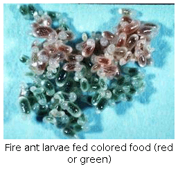 Fire ant larvae fed colored food (red or green)