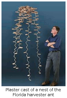 Plaster cast of a nest of the Florida harvester ant
