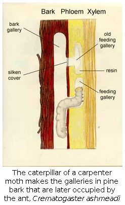 The caterpillar of a carpenter moth makes the galleries in pine bark that are later occupied by the ant, Crematogaster ashmeadi