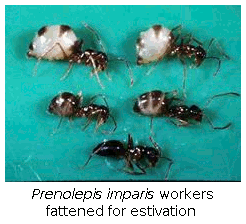 Prenolepis imparis workers fattened for estivation (top)